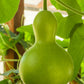 20 BIRDHOUSE GOURD (Hard Shelled Gourd / Calabash) Lagenaria Siceraria Vine Seeds