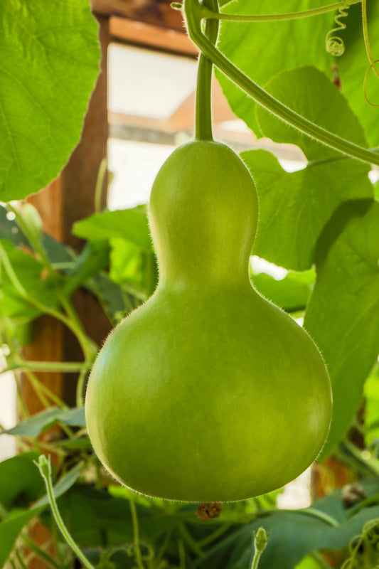 20 BIRDHOUSE GOURD (Hard Shelled Gourd / Calabash) Lagenaria Siceraria Vine Seeds