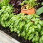1500 SWEET BASIL Ocimum Basilicum Herb White Flower Seeds