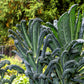 1500 LACINATO KALE Dinosaur Tuscan Black Brassica Oleracea Vegetable Seeds