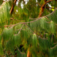 30 Mexican WEEPING PINE TREE Evergreen Pinus Patula Seeds