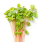 200 Organic BUCKWHEAT Fagopyrum Esculentum Grain Cover Crop Ground Cover Flower Vegetable Seeds