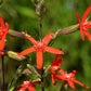 20 ROYAL RED CATCHFLY Hummingbird & Endangered Native Flower Silene Regia Seeds