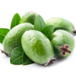 10 PINEAPPLE GUAVA Fruit Acca Guavasteen Brazilian or Fig Guava Feijoa Sellowiana Pink Red Flower Tree Shrub Seeds