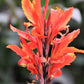 5 ORANGE CANNA LILY Indian Shot Arrowroot Canna Indica Flower Seeds