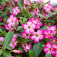 10 Mixed DESERT ROSE / ADENIUM Obesum African Houseplant Flower Seeds
