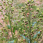 250 TREE TOBACCO Nicotiana Glauca Yellow Trumpet Flower Herb Shrub Seeds