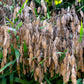 100 NORTHERN SEA OATS Grass Inland Chasmanthium Seeds
