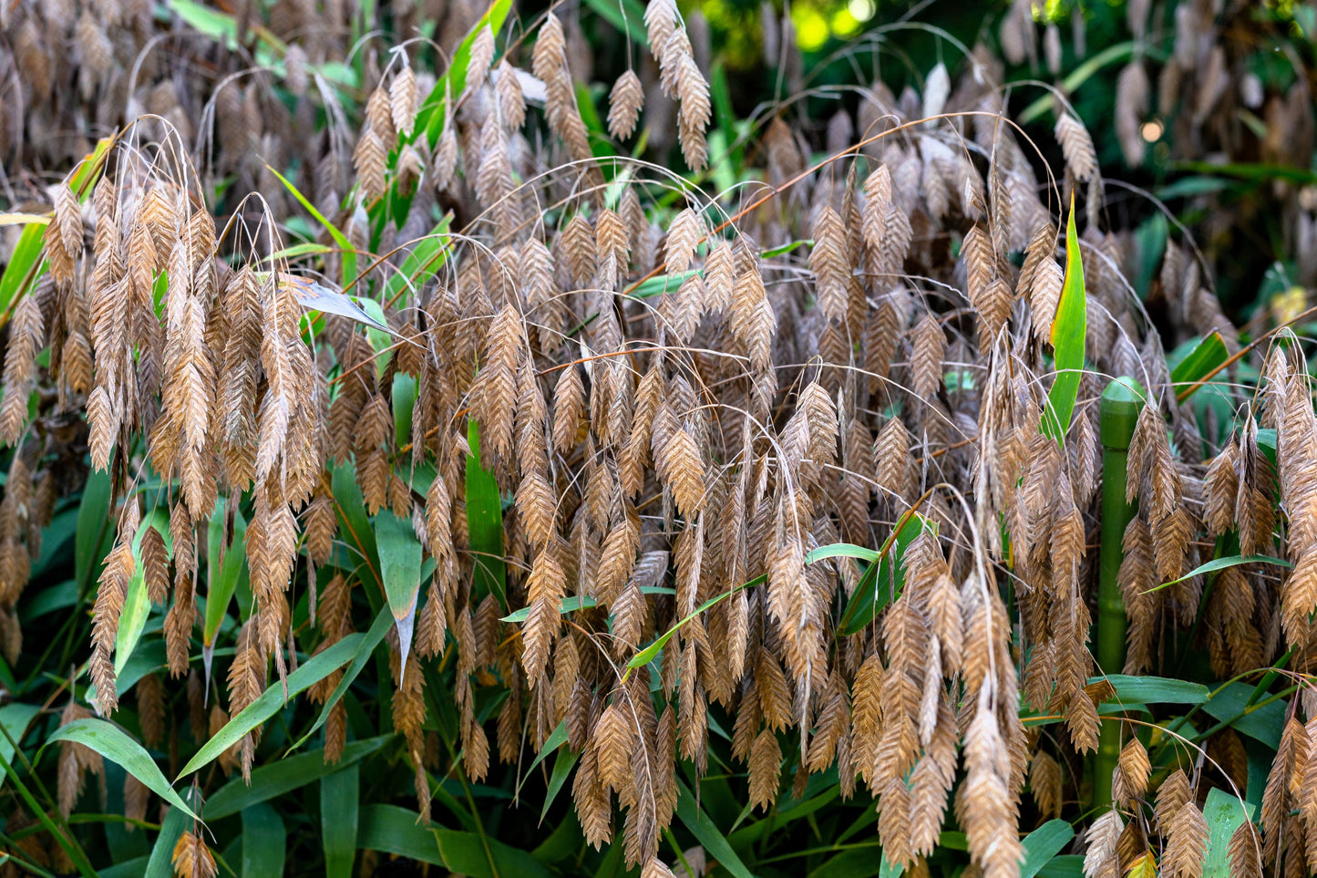 100 NORTHERN SEA OATS Grass Inland Chasmanthium Seeds