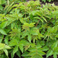 20 QUEEN of the MEADOW Filipendula Ulmaria Meadowsweet Native Prairie Fragrant White Flower Seeds