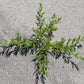 75 SALTWORT Okahijiki Japanese Greens Salsola Komarovii Leaf Vegetable Seeds