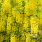 10 GOLDEN CHAIN TREE Goldenchain Laburnum Anagyroides Yellow Flower Seeds