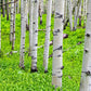 50 Golden QUAKING ASPEN TREE Populus Tremuloides White Bark Yellow Fall Cold Hardy Seeds