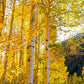 50 Golden QUAKING ASPEN TREE Populus Tremuloides White Bark Yellow Fall Cold Hardy Seeds