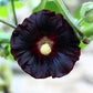 25 BLACK HOLLYHOCK Alcea Rosea Nigra Flower Seeds