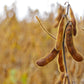 25 Sweet BLACK JET SOYBEAN Edamame Bean Glycine Max Vegetable Legume Seeds