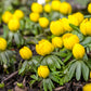 10 WINTER ACONITE Eranthis Hyemalis Yellow Sun Shade Flower Seeds