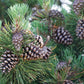 10 Japanese BLACK PINE TREE Evergreen Pinus Thunbergii Seeds