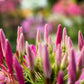 200 MAUVE QUEEN CLEOME Spinosa Hassleriana Purple Pink Spider Flower Seeds