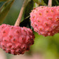 5 PINK DOGWOOD Tree Cornus Capitata Angustata Kousa Ornamental Flowering Tree Seeds