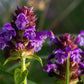 100 HEAL ALL Self Heal Prunella Vulgaris Purple Herb Flower Seeds