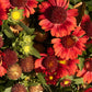 50 BURGUNDY GAILLARDIA Red Indian Blanket Flower Seeds
