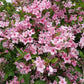 50 OLD FASHIONED WEIGELA Florida Bush Shrub Flower Seeds