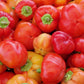 25 ALMA PAPRIKA PEPPER White Orange Red Hungarian Cherry Capsicum Annuum Seeds