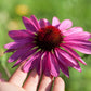1000 PURPLE CONEFLOWER Echinacea Purpurea Heirloom Flower Herb Seeds