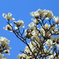 10 SOUTHERN MAGNOLIA TREE 12" White Flowers Native Grandiflora Bull Bay Seeds