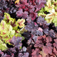 1200 Mixed Colors CORAL BELLS HEUCHERA Shade Flower Seeds
