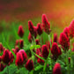 3000 CRIMSON CLOVER (Carnation, French, or Italian Clover) Trifolium Incarnatum Flower Seeds