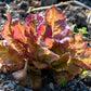 3000 RED ROMAINE LETTUCE Lactuca Sativa Vegetable Seeds