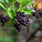 35 EUROPEAN PRIVET HEDGE Common Wild Ligustrum Vulgare Flower Shrub Seeds