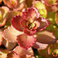 50 PURPLE CARPET SEDUM Spurium Coccineum Groundcover Flower Seeds