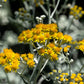 300 SILVERDUST DUSTY MILLER Cineraria Maritima Jacobaea Senecio Flower Seeds