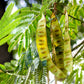 10 Thornless HONEYLOCUST Gleditsia Triacanthos Inermis Imperial Honey Locust Golden Yellow Tree Seeds