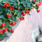 30 Mixed Colors FLOWERING MAPLE (Chinese Bell Flower) Abutilon Hybridum Shrub Bush Small Tree Seeds