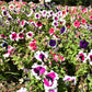 50 PICOTEE MIX PETUNIA Multiflora Mixed Colors Bicolor White Blue Purple Pink Red Flower Seeds