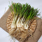500 CHINESE LEEK (Oriental Garlic / Garlic Chives / Chinese Chives / Flat Chives) Allium Tuberosum Vegetable Seeds
