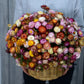 100 TALL Double MIXED Colors STRAWFLOWER Xerochrysum Bracteatum Helichrysum Monstrosum Flower Seeds