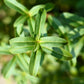 300 MEXICAN Mint MARIGOLD Spanish Tarragon Tagetes Lucida Flower Herb Seeds