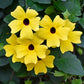 25 MIXED THUNBERGIA Alata VINE Black Eyed Susan Orange White Yellow Flower Seeds