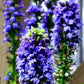 500 GREAT BLUE LOBELIA Lobelia Siphilitica Flower Seeds