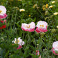 2000 MIXED Colors SHIRLEY POPPY ( aka Corn / Field / Flanders ) Papaver Rhoeas Flower Seeds