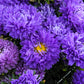 30 Duchess DARK BLUE PAEONY Aster French Peony Callistephus Flower Seeds