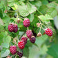 100 RED RASPBERRY Rubus Idaeus Fruit Bush Vine Seeds