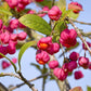 25 EUROPEAN SPINDLE TREE Euonymus Europaeus Spindletree Pink & Orange Flower Shrub Seeds