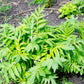250 VALERIAN (Garden Heliotrope / Heal All) Valeriana Officinalis Herb Flower Seeds