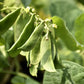 20 FORDHOOK LIMA BEAN Phaseolus Lunatus Bush Bean Vegetable Seeds